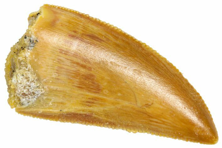 Serrated Raptor Tooth - Real Dinosaur Tooth #360992